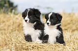 BORDER COLLIE 605